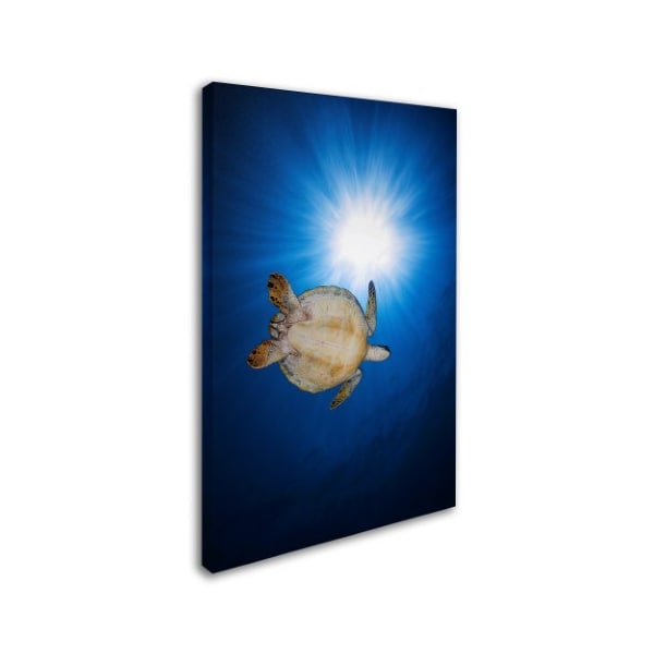 Barathieu Gabriel 'Green Turtle' Canvas Art,16x24